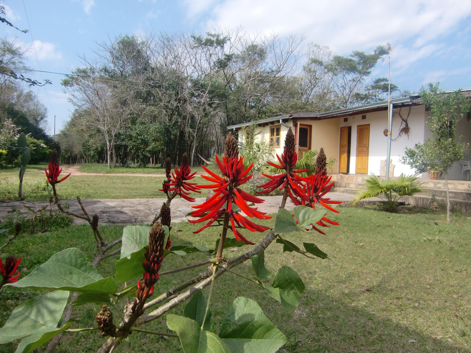 Flowers in our campgroung El Indio